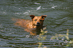 swimming dog