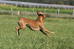 running dog