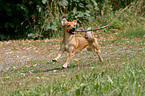 running dog