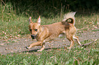 running dog