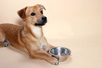 dog with dish