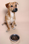 dog sitting in front of dish