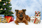 dog under christmastree