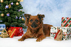 dog under christmastree