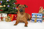 dog under christmastree