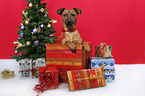 dog under christmastree