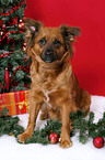 dog under christmastree