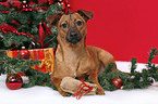 dog under christmastree