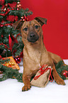 dog under christmastree