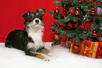 dog under christmastree