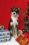 dog under christmastree