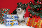 dog under christmastree