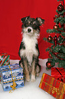 dog under christmastree