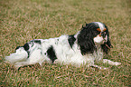 Cavalier King Charles Spaniel