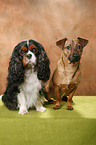 Cavalier King Charles Spaniels