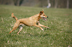 running dog