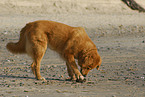 dog at the beach