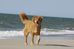 dog at the beach