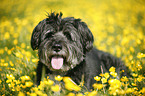 dog in flowers