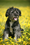 dog in flowers