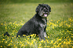 dog in flowers