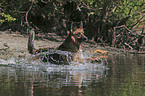 Deutscher-Schferhund mongrel