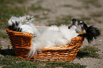 dog in basket