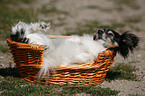 dog in basket