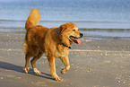 dog at the beach