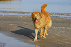 dog at the beach