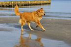 dog at the beach