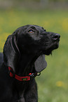 black dog