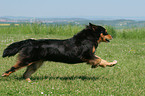 running Hovawart-Berner-Sennenhund-Mix