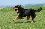 running Hovawart-Berner-Sennenhund-Mix