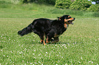 running Hovawart-Berner-Sennenhund-Mix