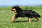 running Hovawart-Berner-Sennenhund-Mix