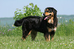 standing Hovawart-Berner-Sennenhund-Mix