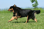 running Hovawart-Berner-Sennenhund-Mix