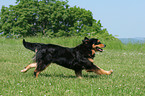 running Hovawart-Berner-Sennenhund-Mix