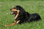 lying Hovawart-Berner-Sennenhund-Mix