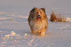 mongrel in snow