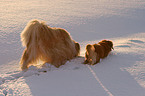 mongrel in snow