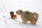 mongrel in snow