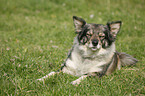 mongrel lying on meadow