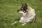 mongrel lying on meadow