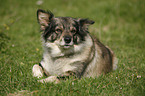 mongrel lying on meadow