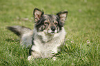 mongrel lying on meadow