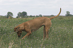 Rhodesian-Ridgeback-Broholmer mongrel