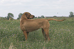 Rhodesian-Ridgeback-Broholmer mongrel