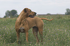 Rhodesian-Ridgeback-Broholmer mongrel